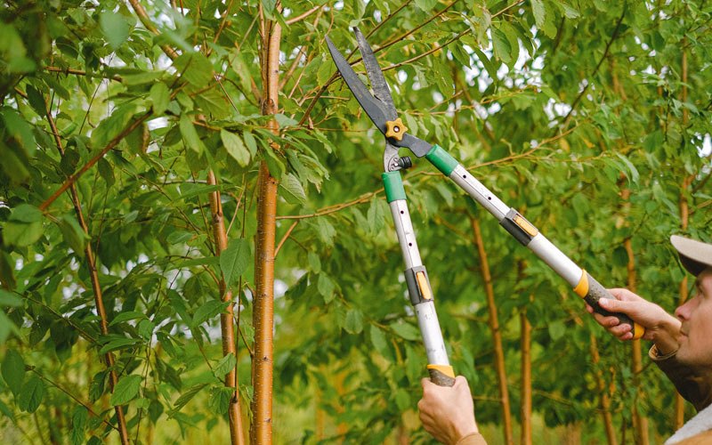 Tree trimming in Sawyerville, AL